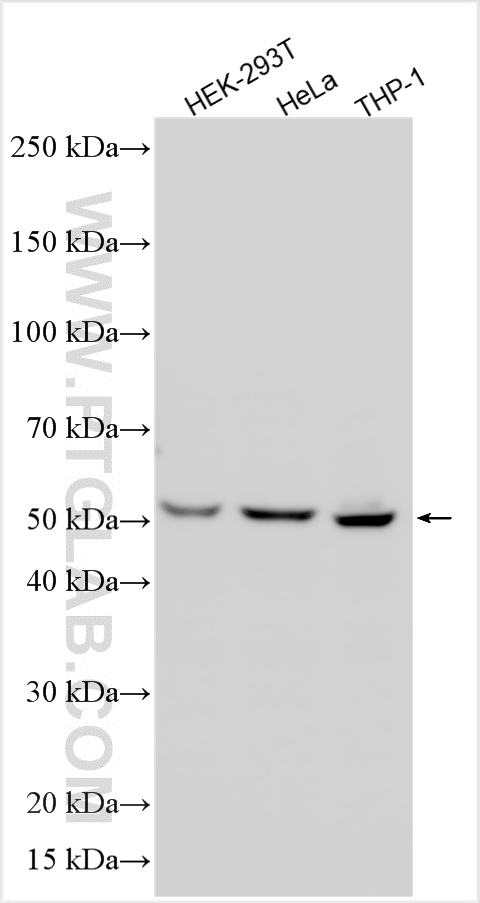 Western Blot (WB) analysis of various lysates using RIPK2 Polyclonal antibody (15366-1-AP)