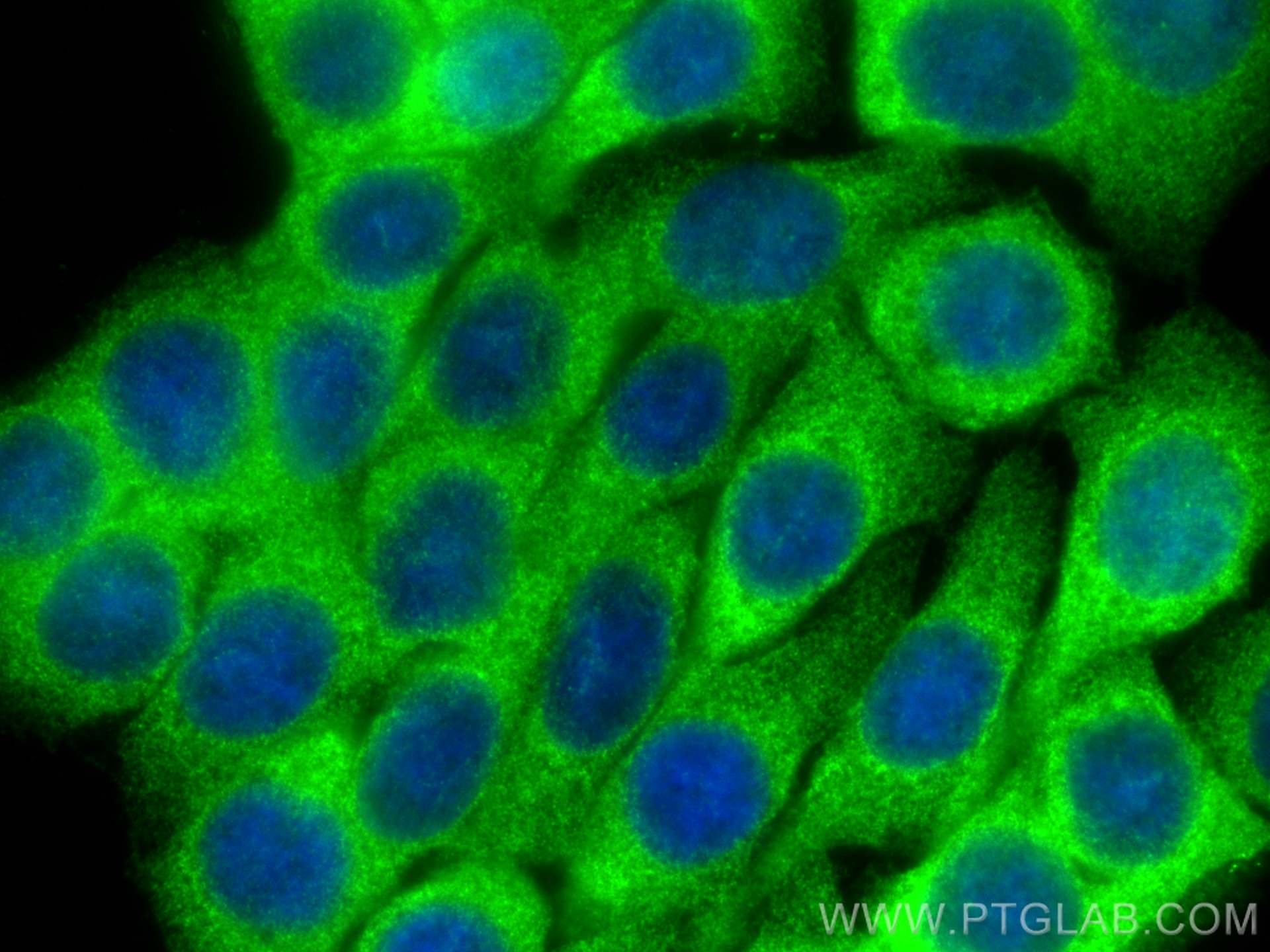 Immunofluorescence (IF) / fluorescent staining of HT-29 cells using RIP3 Polyclonal antibody (17563-1-AP)