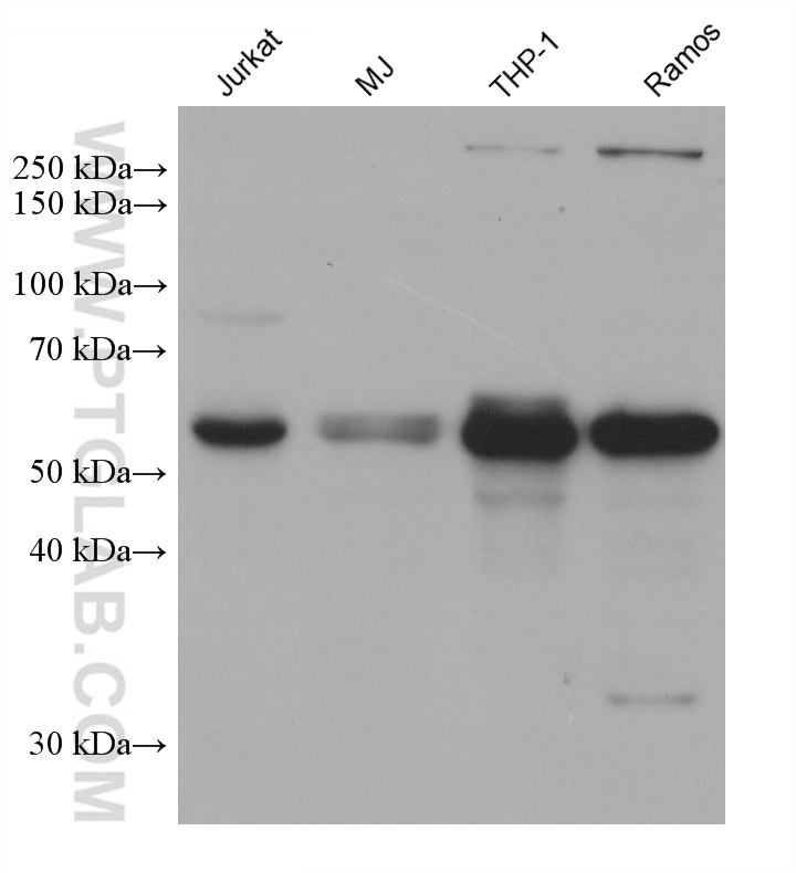 Western Blot (WB) analysis of various lysates using RIPK3 Monoclonal antibody (68786-2-Ig)