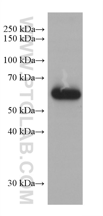 Western Blot (WB) analysis of HT-29 cells using RIPK3 Monoclonal antibody (68786-2-Ig)