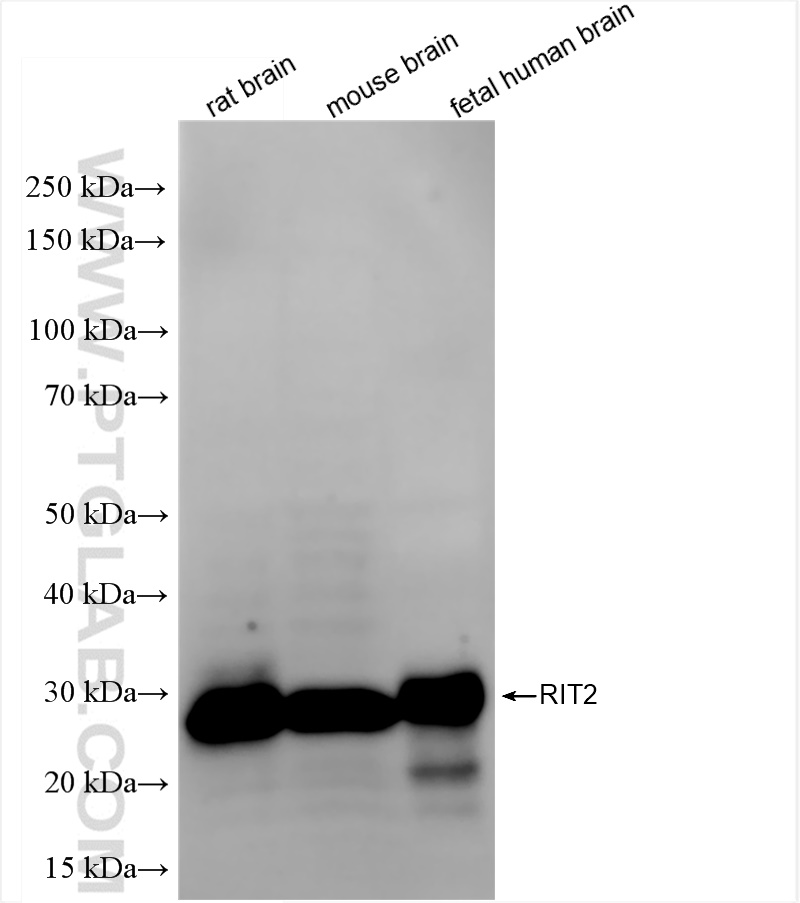 Western Blot (WB) analysis of various lysates using RIT2 Recombinant antibody (84520-1-RR)