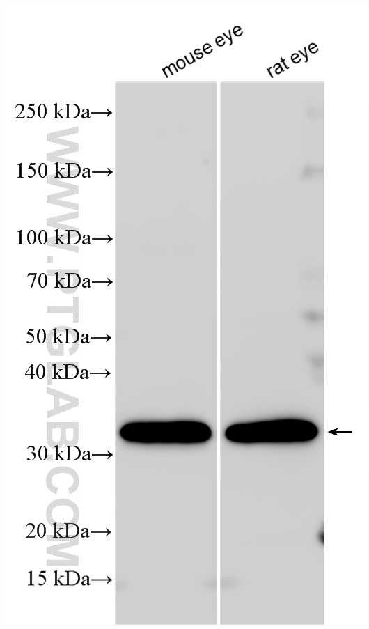 Western Blot (WB) analysis of various lysates using RLBP1 Polyclonal antibody (15356-1-AP)
