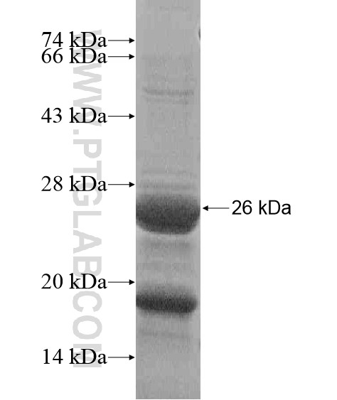 RLN1 fusion protein Ag20880 SDS-PAGE