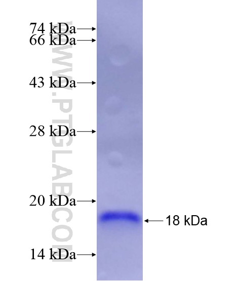 RLN2 fusion protein Ag29076 SDS-PAGE