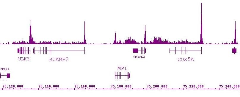 RNA pol II CTD Ser2ph / Ser5ph antibody (mAb) (Clone 1A12G10) tested by ChIP-Seq. ChIP was performed using the ChIP-IT High Sensitivity Kit (Cat. No. 53040) with 30 ug of chromatin from HL-60 cells and 4 ug of antibody. ChIP DNA was sequenced on the Illumina HiSeq and 11 million sequence tags were mapped to identify RNA pol II CTD Ser2ph / Ser5ph binding sites. The image shows binding across a region of chromosome 15. You can view the complete data set in the UCSC Genome Browser, starting at this specific location, here.