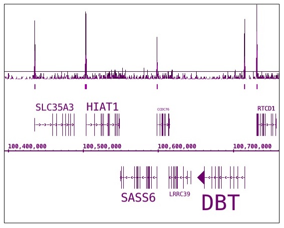 RNA pol II CTD phospho Ser7 antibody (mAb) tested by ChIP-Seq. ChIP was performed using the ChIP-IT High Sensitivity Kit (Cat. No. 53040) with chromatin from 2.3 million HL-60 cells and 4 ul of antibody. ChIP DNA was sequenced on the Illumina HiSeq and 20 million sequence tags were mapped to identify Pol II phospho Ser7 binding. The image shows a 350,000 base pair region on chromosome 1 with the expected enrichment at gene promoters.