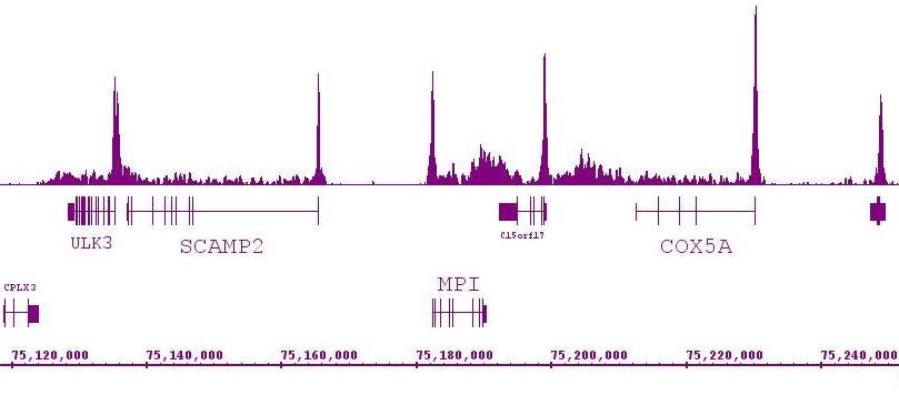 RNA pol II antibody (mAb) (Clone 1F4B6) tested by ChIP-Seq. ChIP was performed using the ChIP-IT High Sensitivity Kit (Cat. No. 53040) with 30 ug of chromatin from HL-60 cells and 4 ug of antibody. ChIP DNA was sequenced on the Illumina HiSeq and 14 million sequence tags were mapped to identify RNA pol II binding sites. The image shows binding across a region of chromosome 15. You can view the complete data set in the UCSC Genome Browser, starting at this specific location, here.