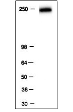 RNA pol II antibody tested by Western blot. RNA pol II detection by Western blot analysis. RNA pol II is detected in HeLa nuclear extracts using RNA pol II mouse monoclonal antibody at a 1:2,000 dilution.