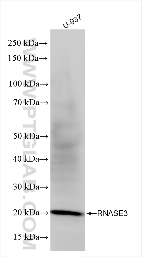 RNASE3