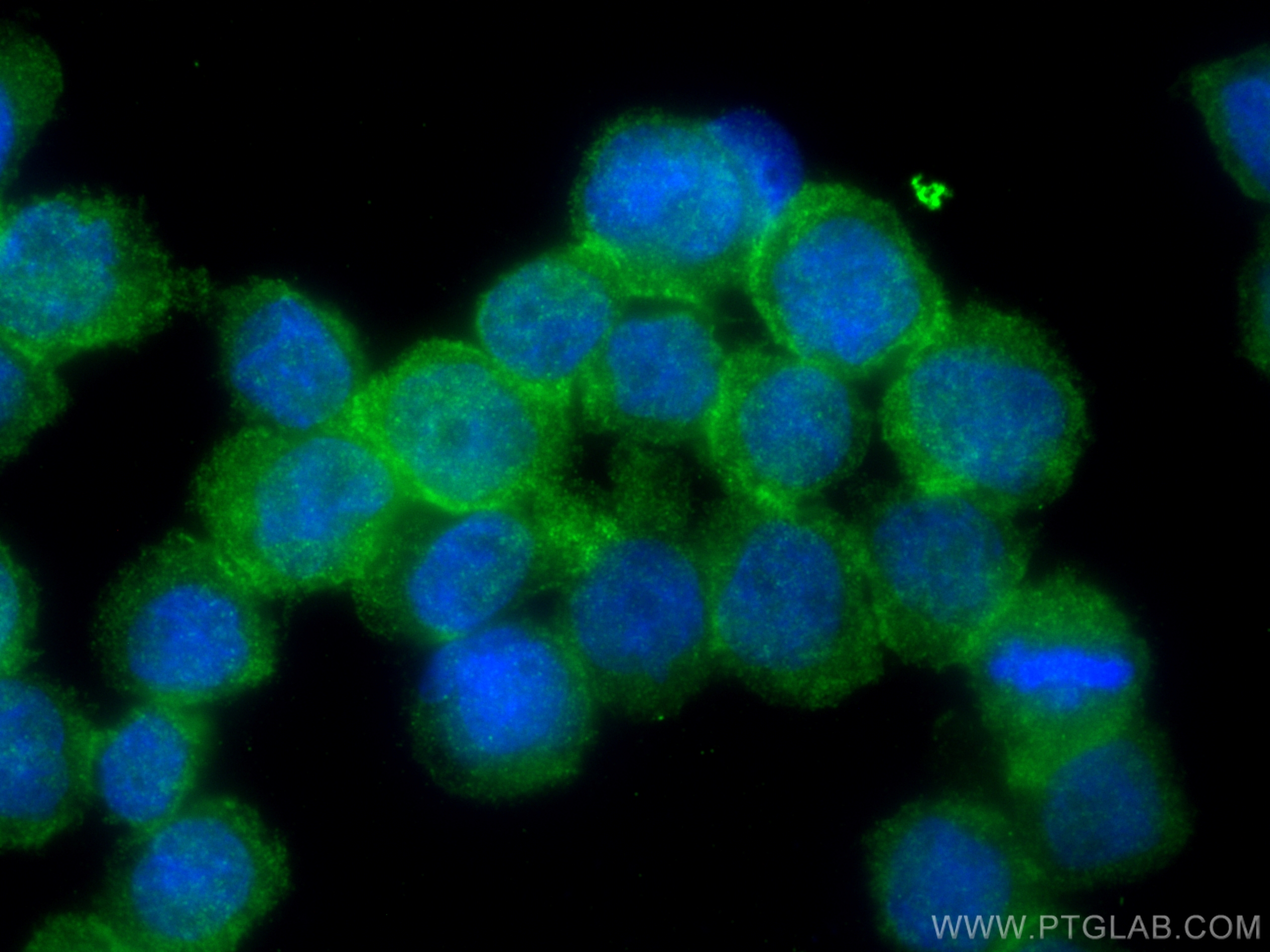 Immunofluorescence (IF) / fluorescent staining of THP-1 cells using RNASE6 Polyclonal antibody (16425-1-AP)