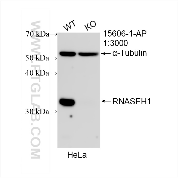 Western Blot (WB) analysis of HeLa cells using RNASEH1 Polyclonal antibody (15606-1-AP)