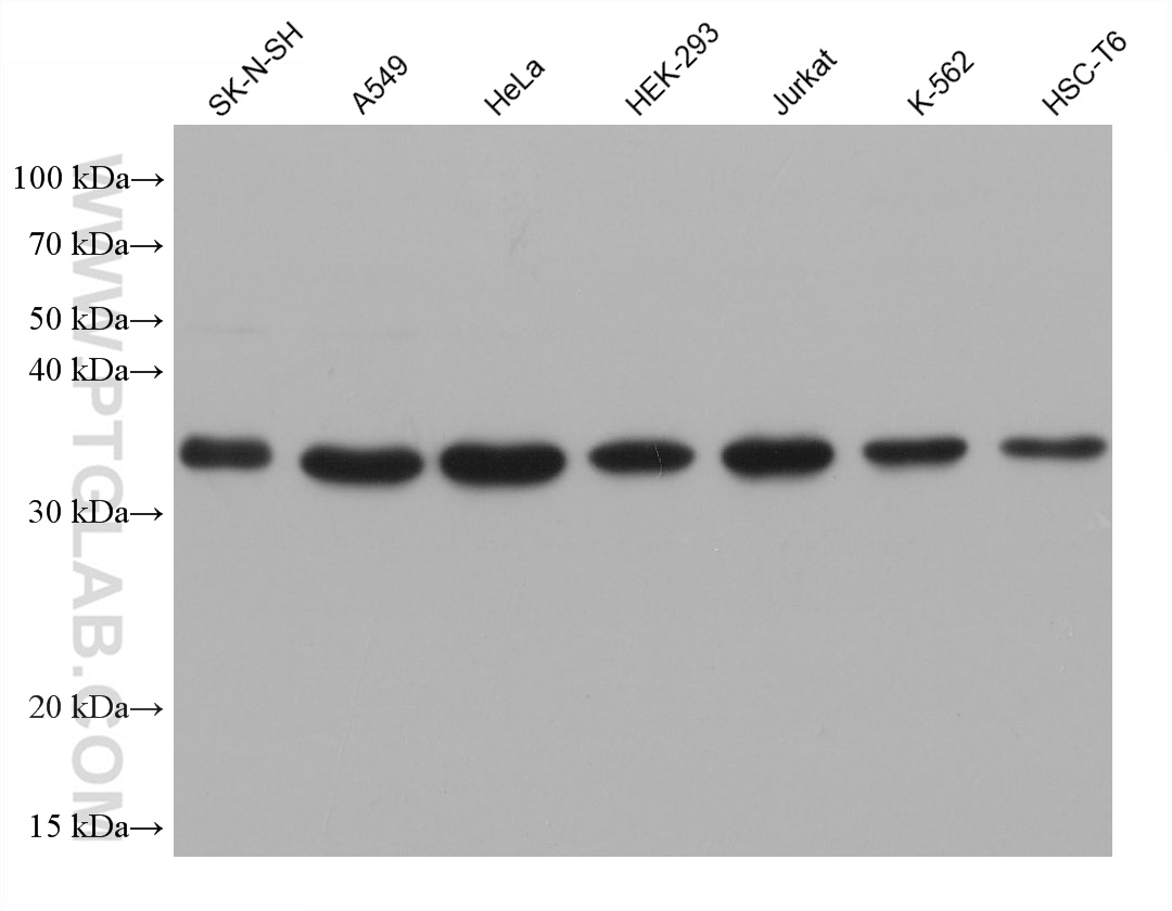 Western Blot (WB) analysis of various lysates using RNASEH1 Monoclonal antibody (68787-3-Ig)