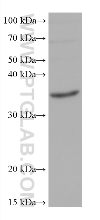 Western Blot (WB) analysis of various lysates using RNASEH1 Monoclonal antibody (68787-3-Ig)