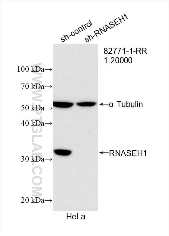 Western Blot (WB) analysis of HeLa cells using RNASEH1 Recombinant antibody (82771-1-RR)