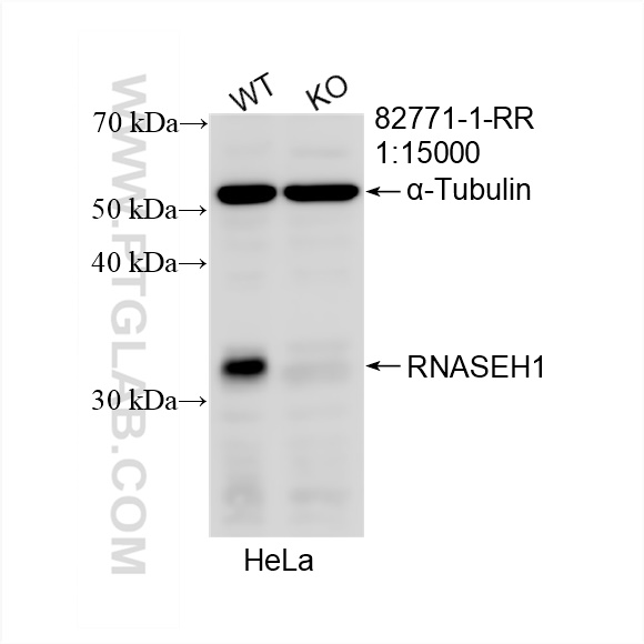 Western Blot (WB) analysis of HeLa cells using RNASEH1 Recombinant antibody (82771-1-RR)