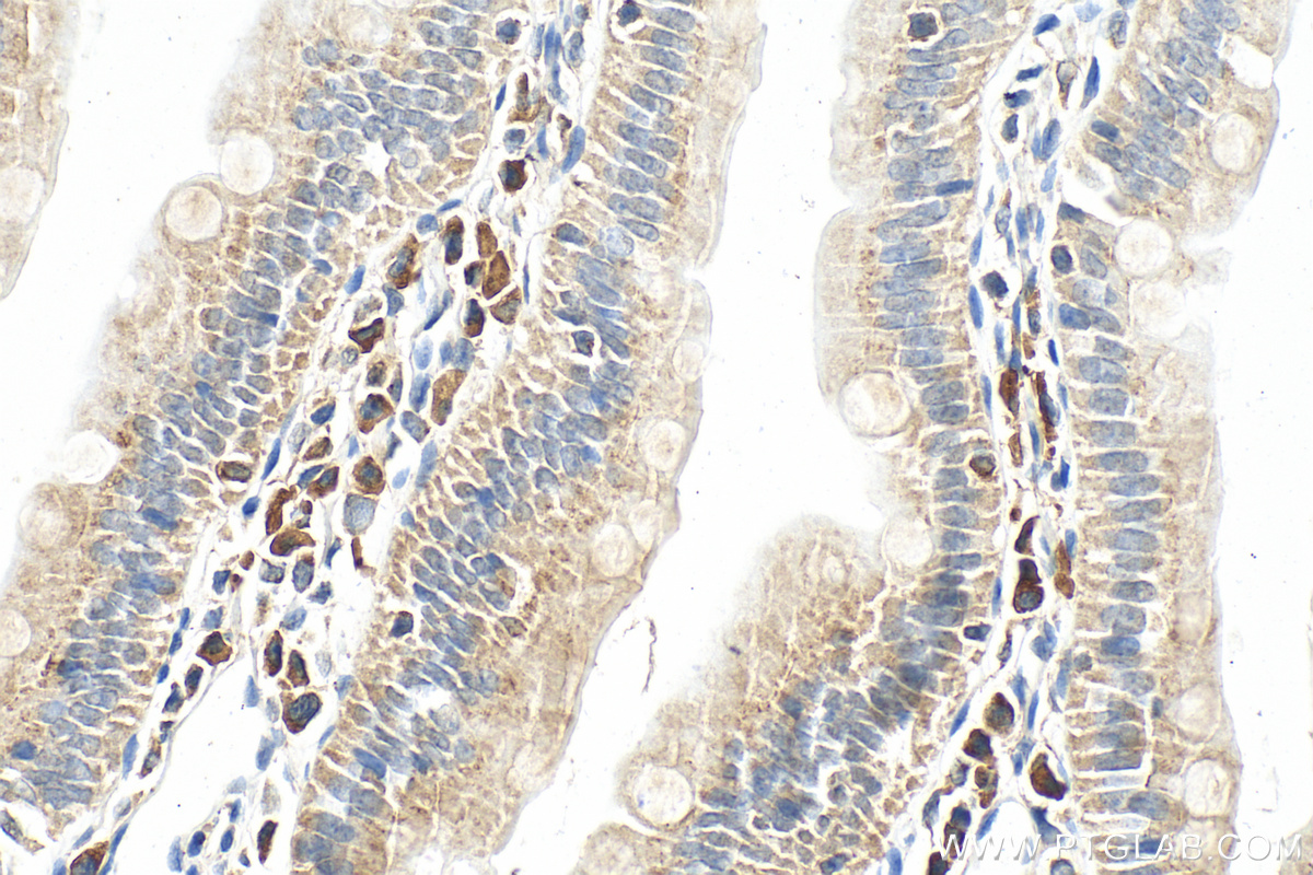 Immunohistochemistry (IHC) staining of rat small intestine tissue using RNASET2 Polyclonal antibody (13753-1-AP)