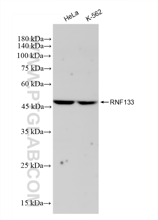 Western Blot (WB) analysis of various lysates using RNF133 Recombinant antibody (83462-1-RR)