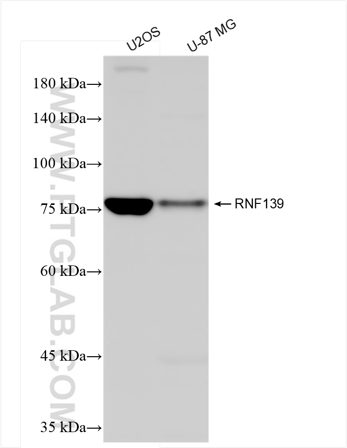 Western Blot (WB) analysis of various lysates using RNF139 Recombinant antibody (83755-2-RR)