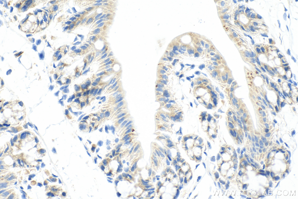 Immunohistochemistry (IHC) staining of mouse colon tissue using RNF160 Recombinant antibody (82926-1-RR)