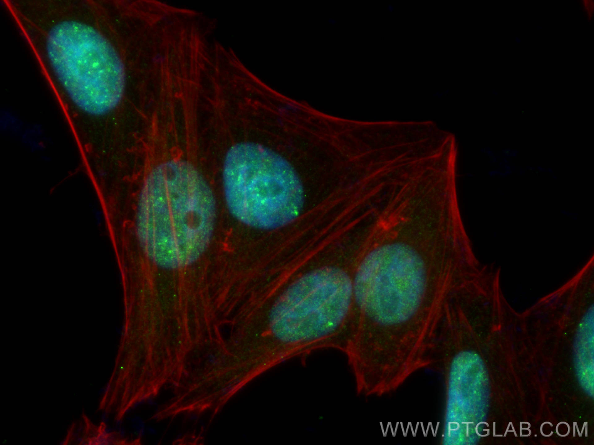 Immunofluorescence (IF) / fluorescent staining of HepG2 cells using RNF168 Polyclonal antibody (21393-1-AP)