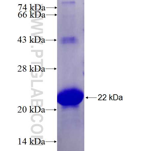 C3 Fusion Protein Ag15955