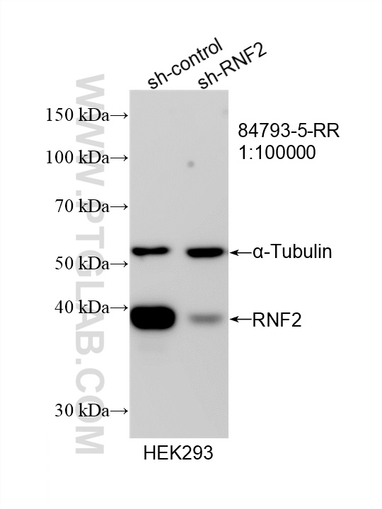 Western Blot (WB) analysis of HEK-293 cells using RNF2 Recombinant antibody (84793-5-RR)