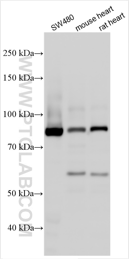 Western Blot (WB) analysis of various lysates using RNF216 Polyclonal antibody (10185-1-AP)