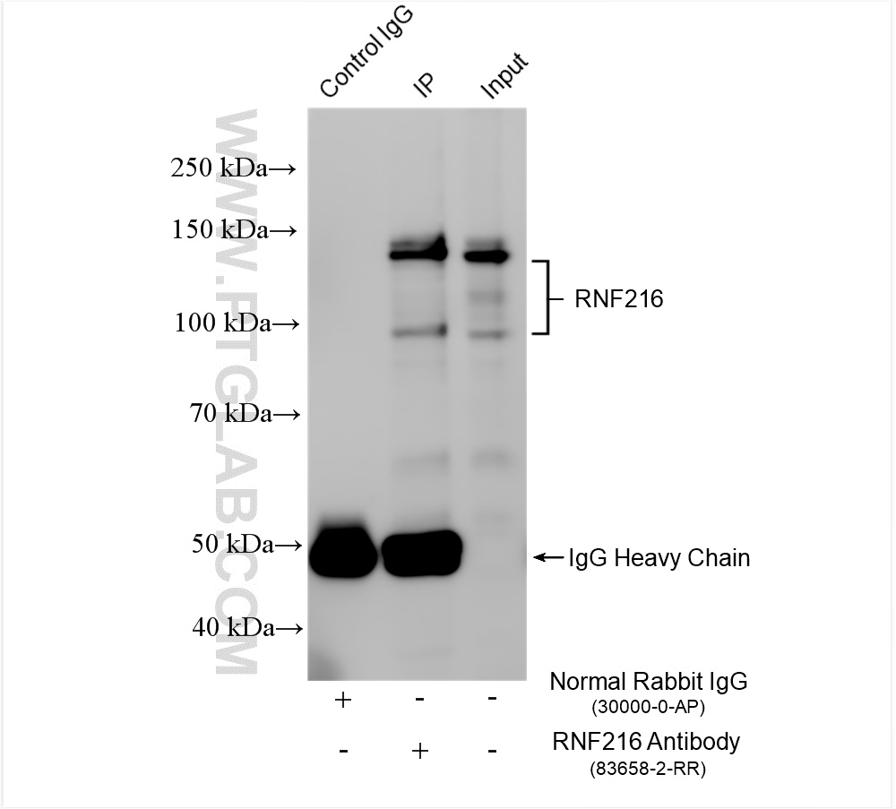 Immunoprecipitation (IP) experiment of SW480 cells using RNF216 Recombinant antibody (83658-2-RR)