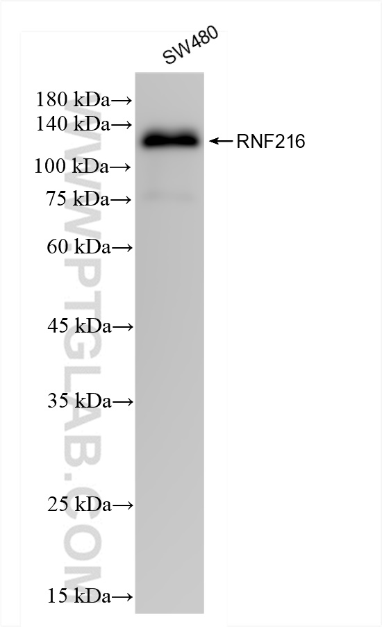 Western Blot (WB) analysis of SW480 cells using RNF216 Recombinant antibody (83658-2-RR)