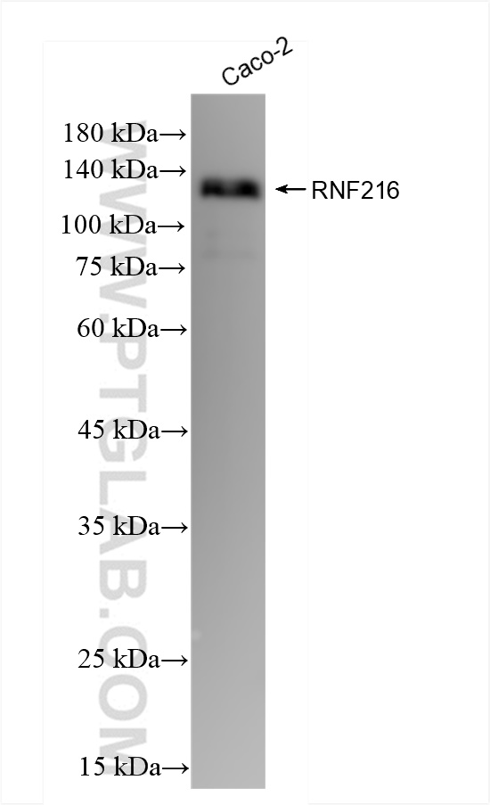 Western Blot (WB) analysis of Caco-2 cells using RNF216 Recombinant antibody (83658-2-RR)