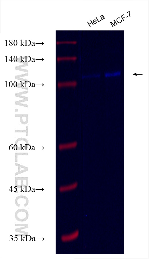 Western Blot (WB) analysis of various lysates using CoraLite® Plus 750-conjugated RNF31 / HOIP Recombi (CL750-83137-4)