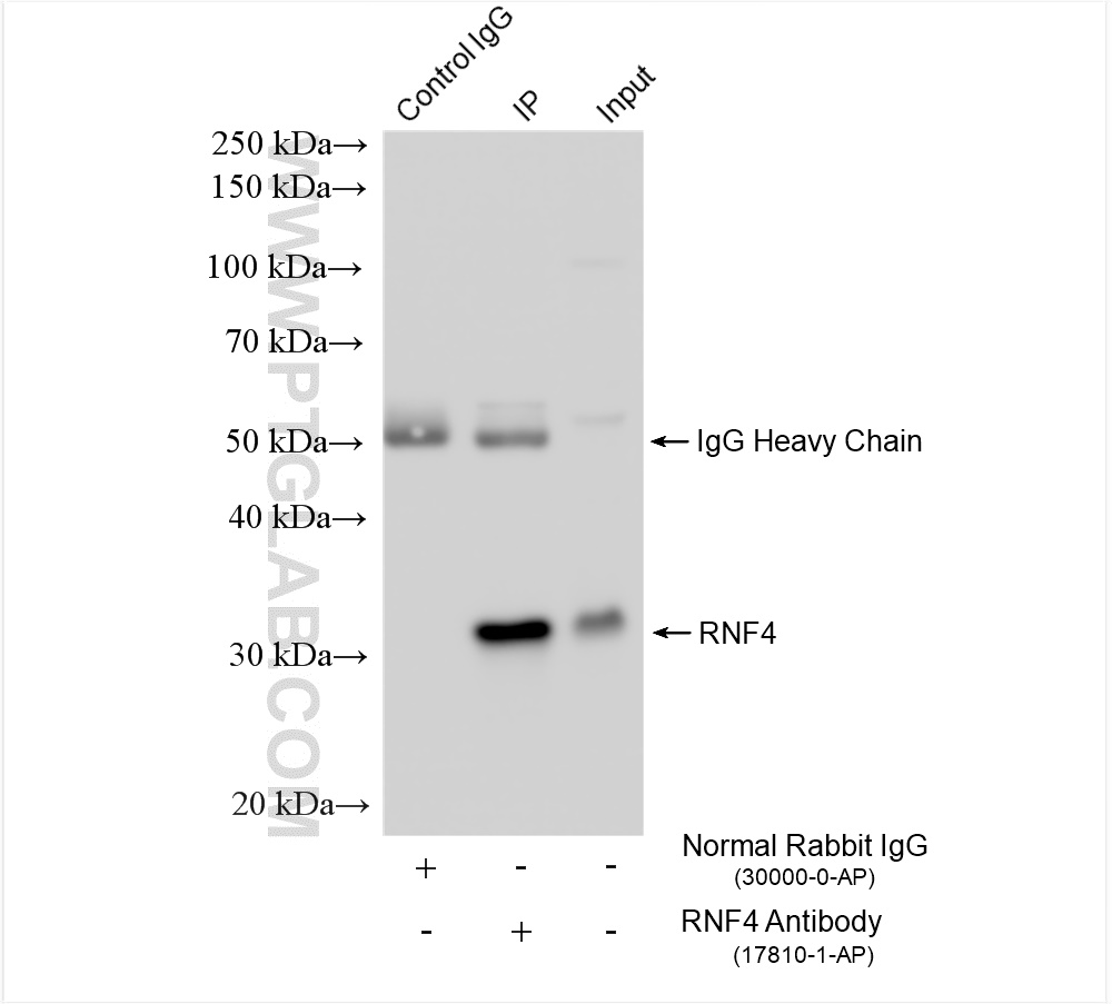 Immunoprecipitation (IP) experiment of PC-3 cells using RNF4 Polyclonal antibody (17810-1-AP)