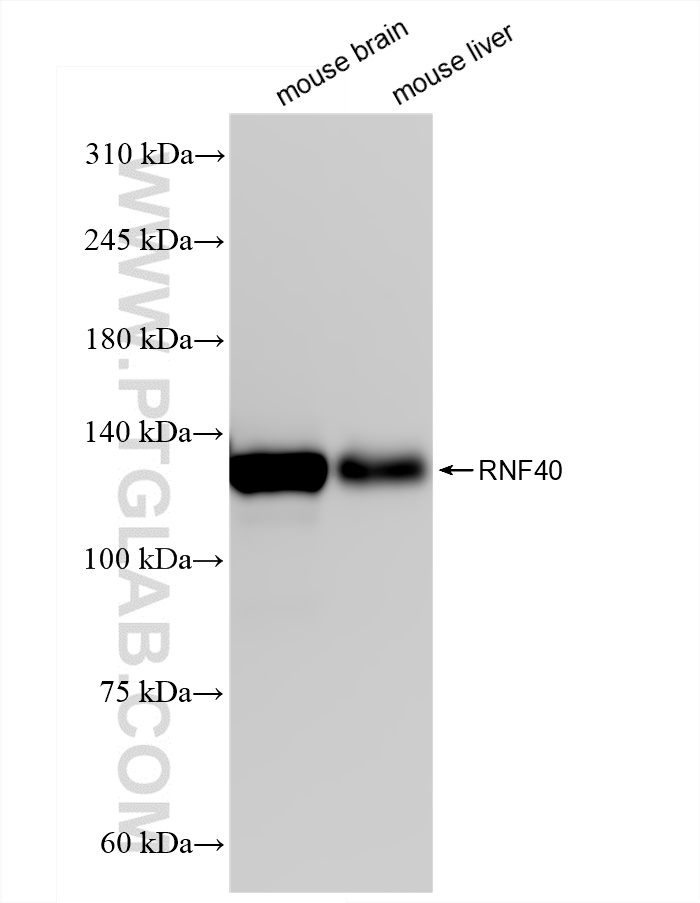 Western Blot (WB) analysis of various lysates using RNF40 Recombinant antibody (84058-4-RR)