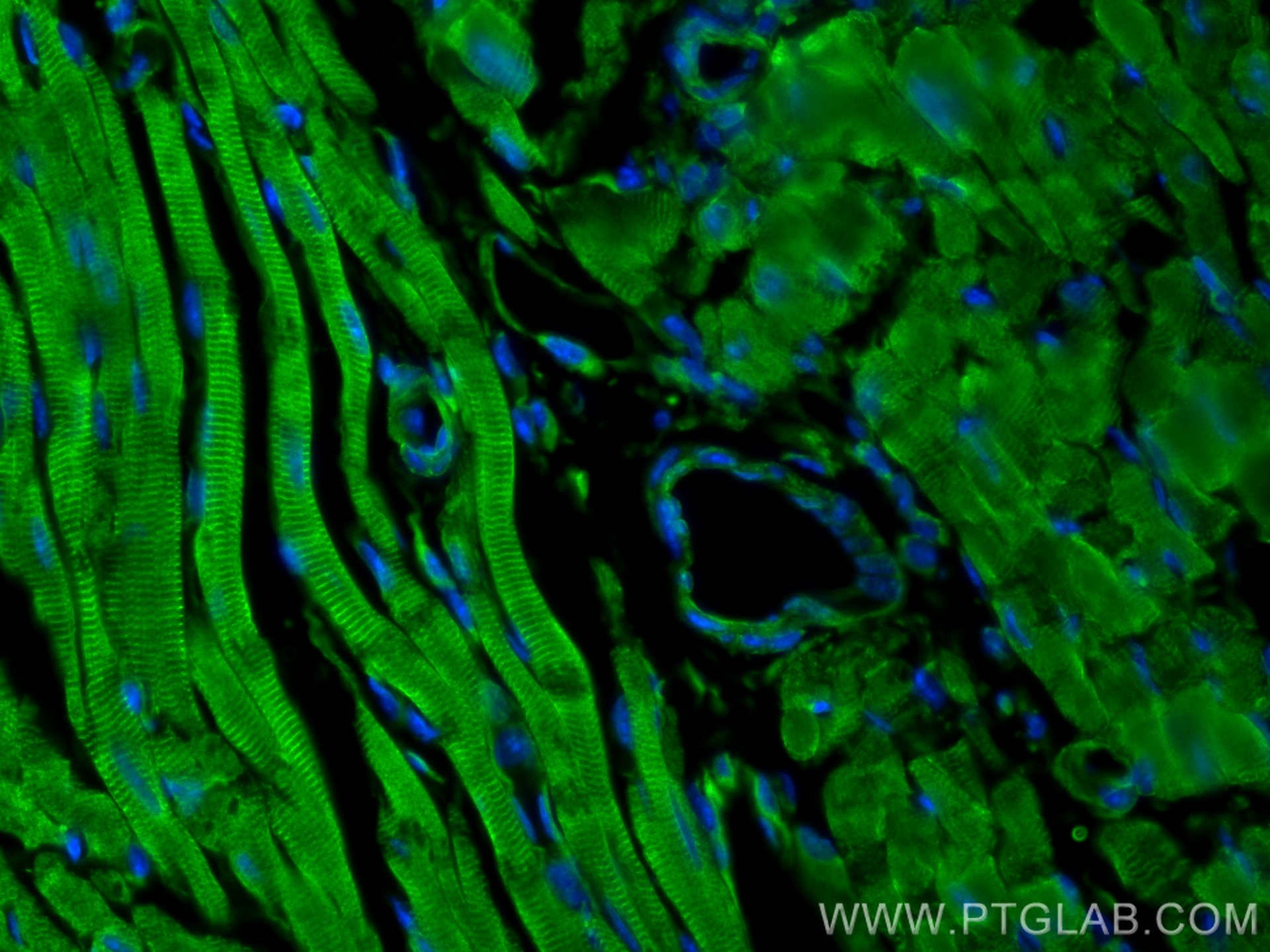 Immunofluorescence (IF) / fluorescent staining of mouse heart tissue using RNF7 Polyclonal antibody (11905-1-AP)