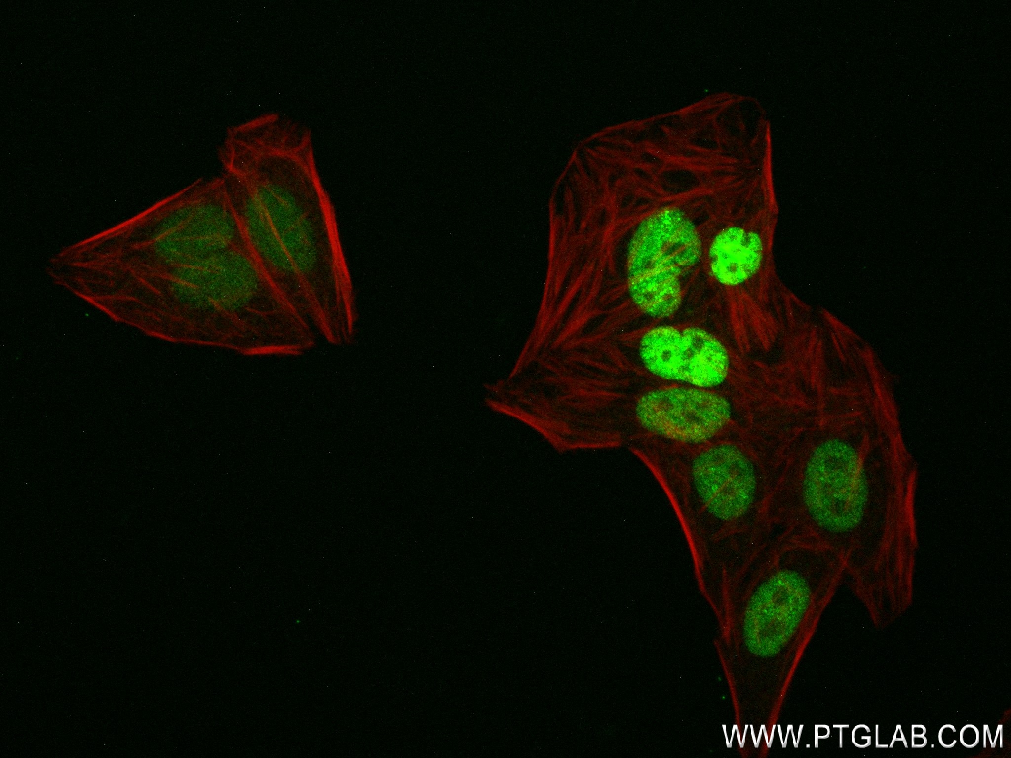 Immunofluorescence (IF) / fluorescent staining of HepG2 cells using RNGTT Recombinant antibody (83974-4-RR)