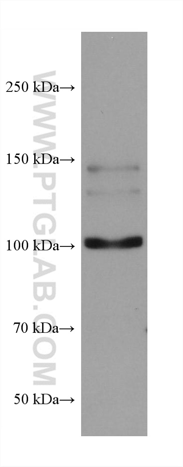 Western Blot (WB) analysis of NIH/3T3 cells using ROR2 Monoclonal antibody (67906-1-Ig)