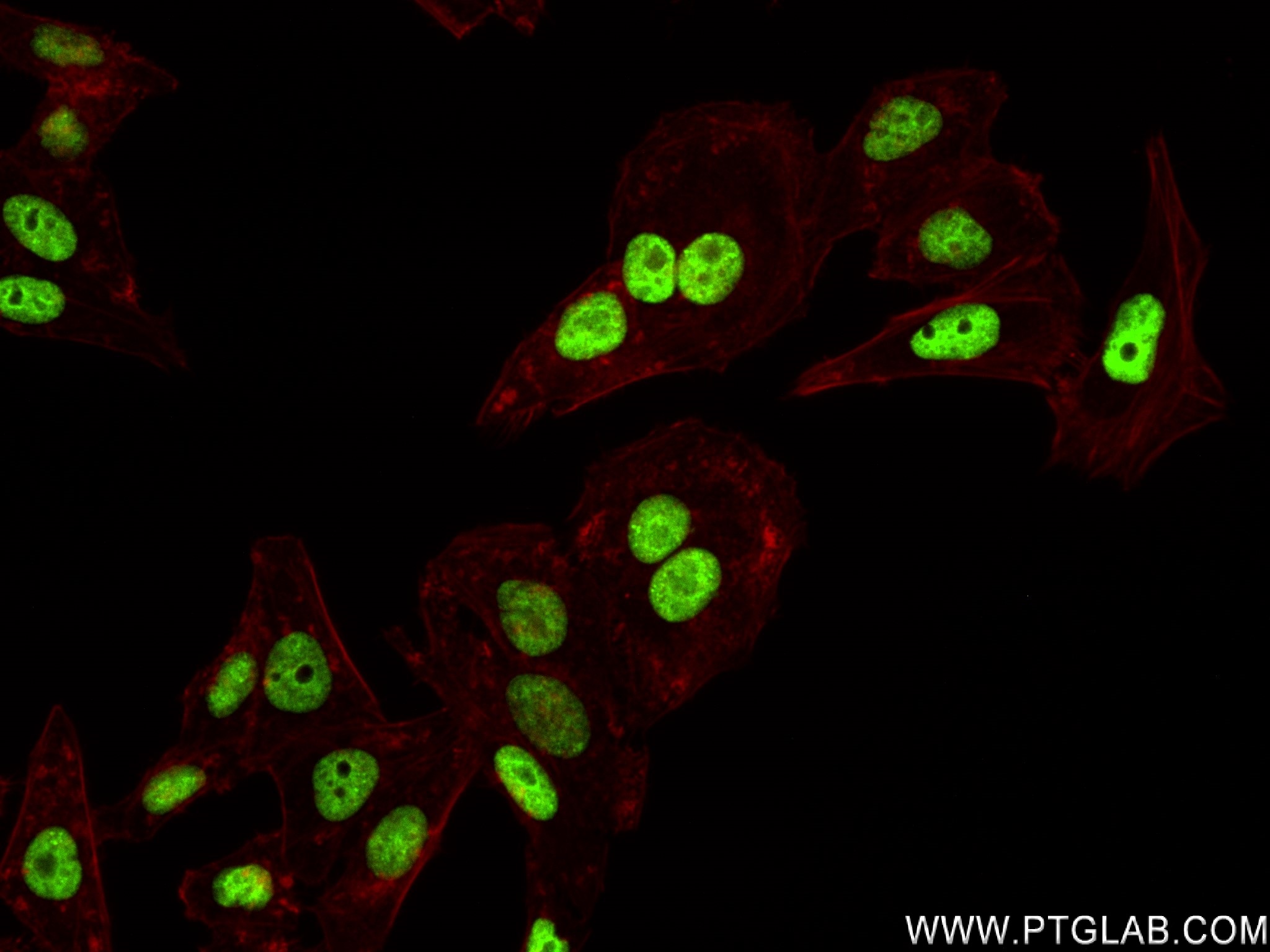 Immunofluorescence (IF) / fluorescent staining of HepG2 cells using RORA Recombinant antibody (82930-1-RR)