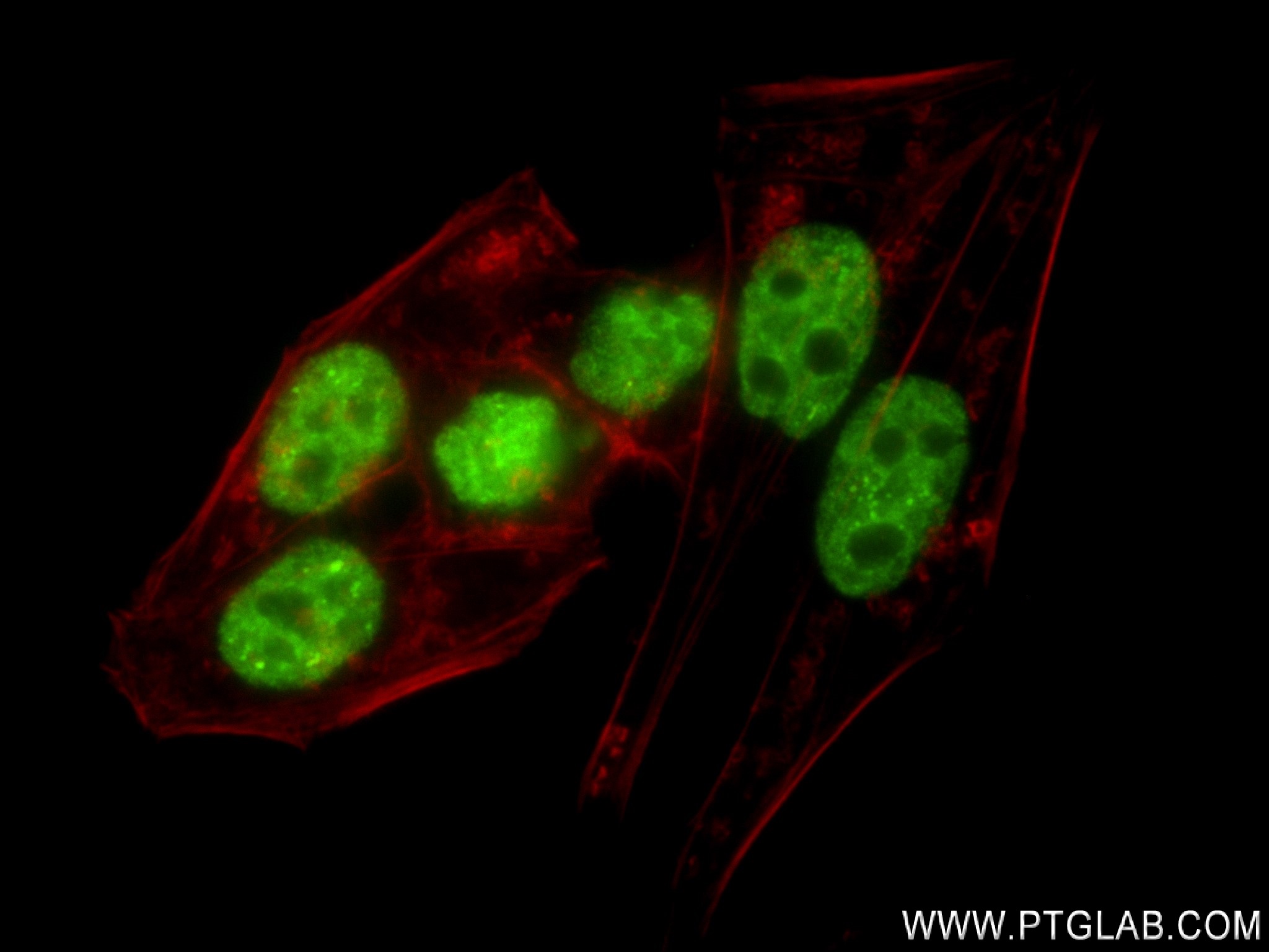 Immunofluorescence (IF) / fluorescent staining of HepG2 cells using RORA Recombinant antibody (82930-1-RR)