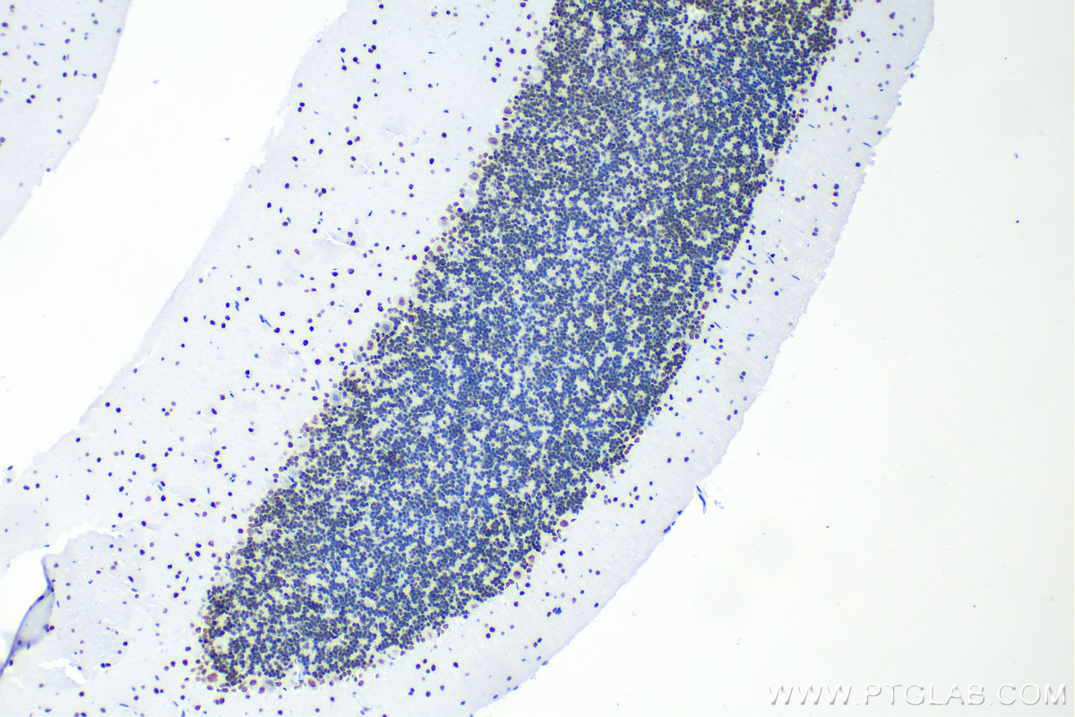 Immunohistochemistry (IHC) staining of rat cerebellum tissue using RORA Recombinant antibody (82930-1-RR)