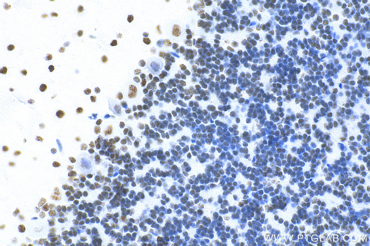 Immunohistochemistry (IHC) staining of rat cerebellum tissue using RORA Recombinant antibody (82930-1-RR)