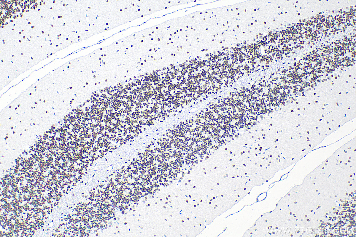 Immunohistochemistry (IHC) staining of rat cerebellum tissue using RORA Recombinant antibody (82930-1-RR)