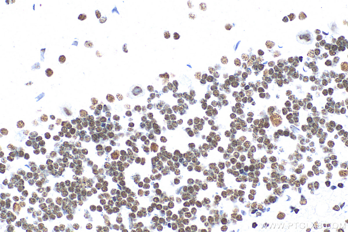 Immunohistochemistry (IHC) staining of rat cerebellum tissue using RORA Recombinant antibody (82930-1-RR)