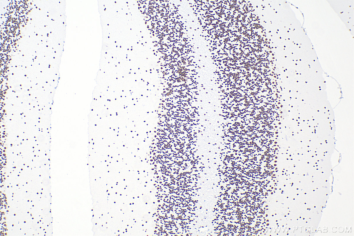 Immunohistochemistry (IHC) staining of mouse cerebellum tissue using RORA Recombinant antibody (82930-1-RR)