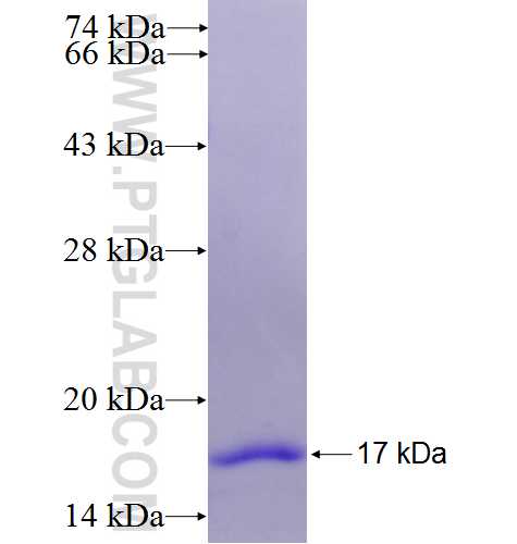 ROS1 fusion protein Ag25733 SDS-PAGE