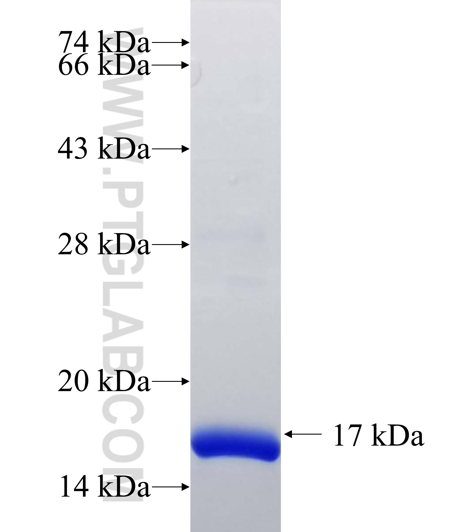 RPA3 fusion protein Ag27853 SDS-PAGE