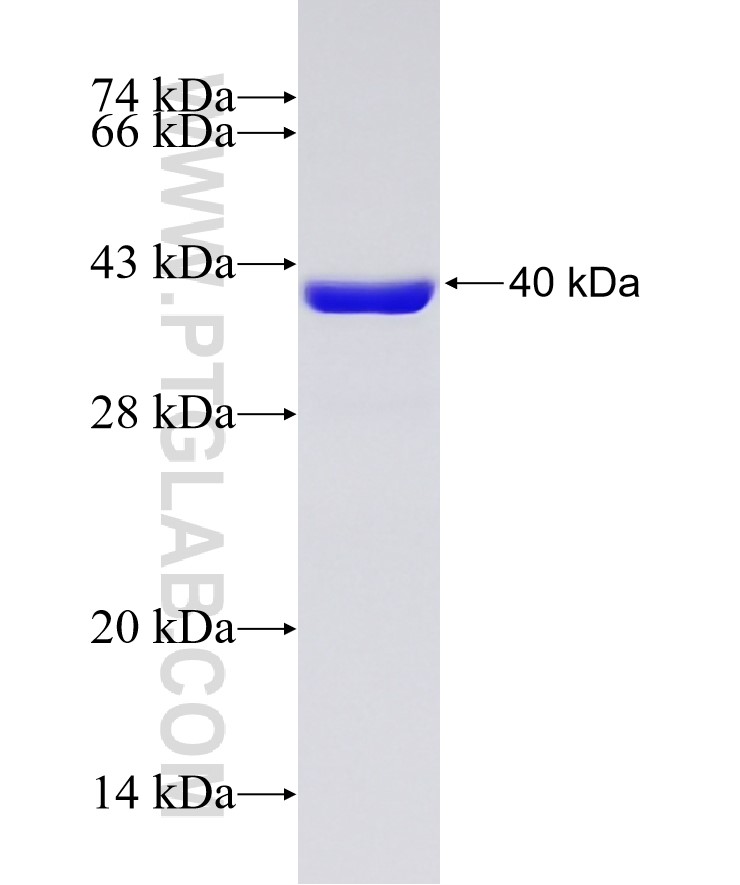 RPA4 fusion protein Ag33181 SDS-PAGE