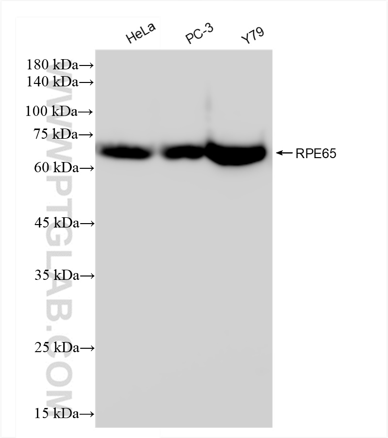 Western Blot (WB) analysis of various lysates using RPE65 Recombinant antibody (83861-1-RR)