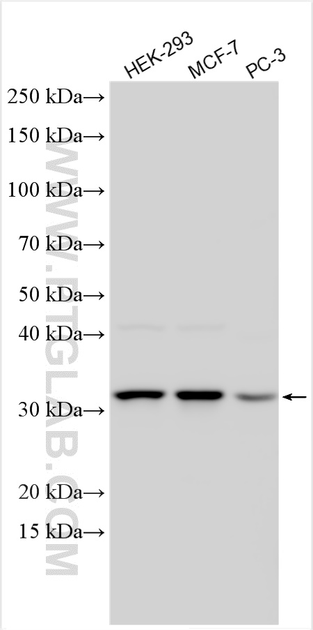 Western Blot (WB) analysis of various lysates using RPIA Polyclonal antibody (13010-1-AP)