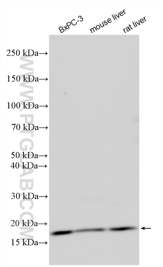 Western Blot (WB) analysis of various lysates using RPL11 Polyclonal antibody (16277-1-AP)