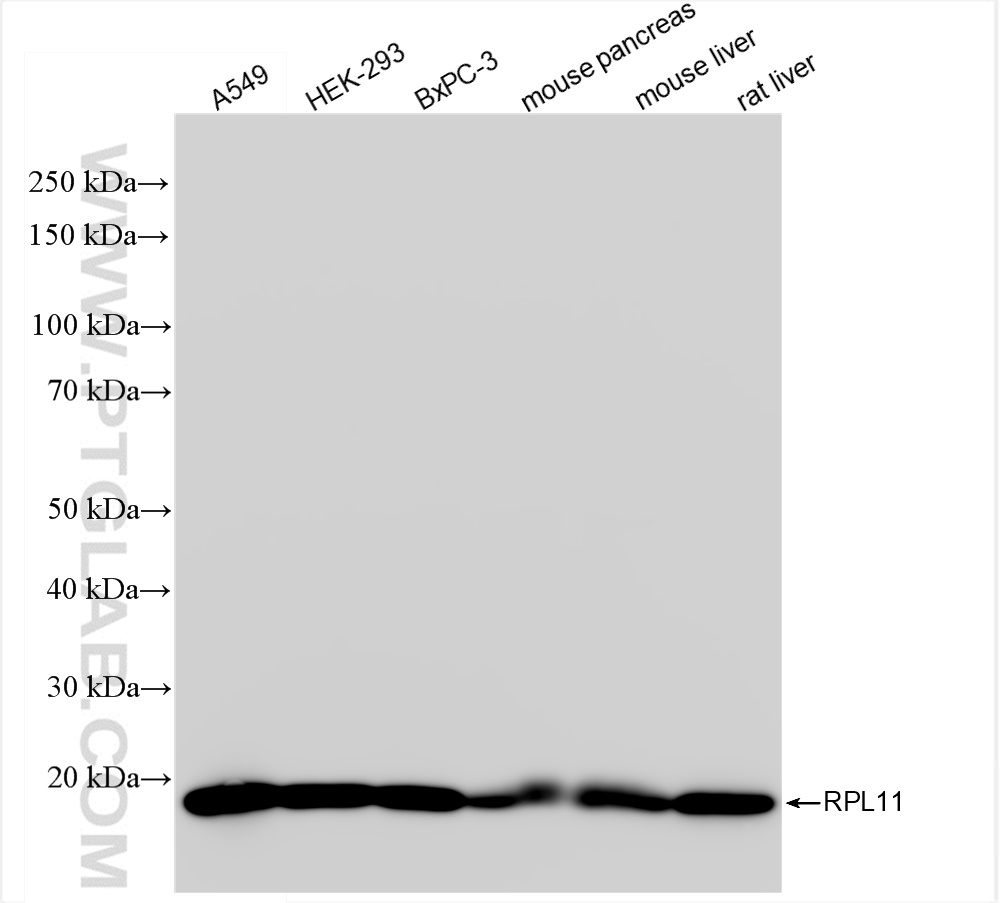 Western Blot (WB) analysis of various lysates using RPL11 Recombinant antibody (84670-3-RR)